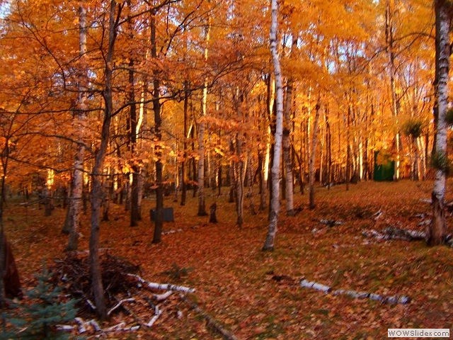 DSCF0115_0087