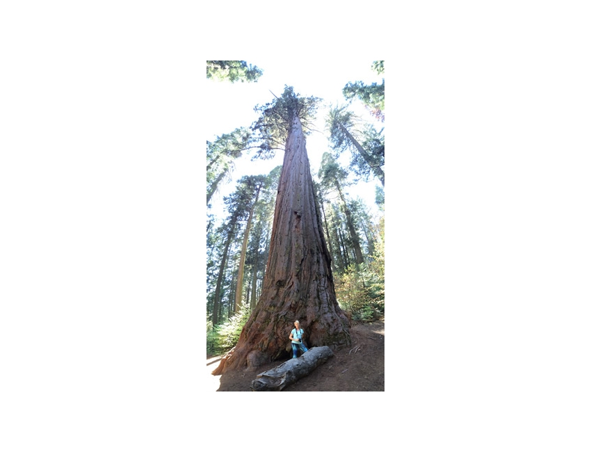 Sequoia with Pam