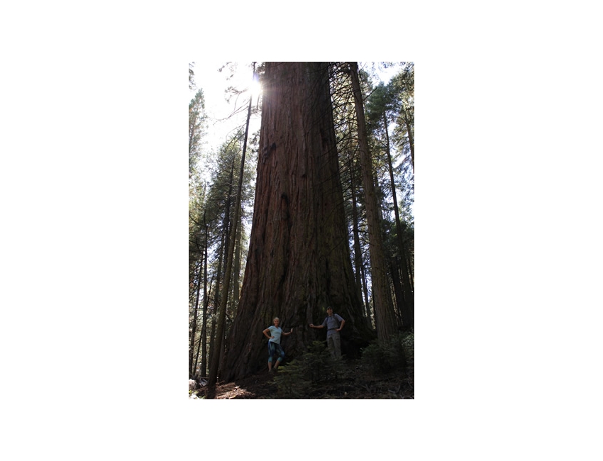 Pam & David Sequoias